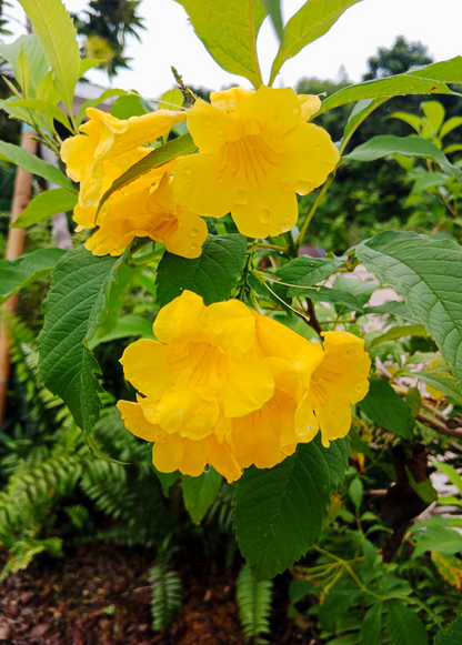 Hojas de Tronadora, Yellow Elder Plant (Tecoma stans)