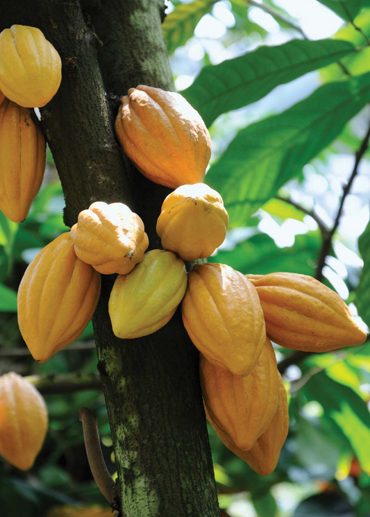 Cacao Tree, Yellow (Theobroma cacao)
