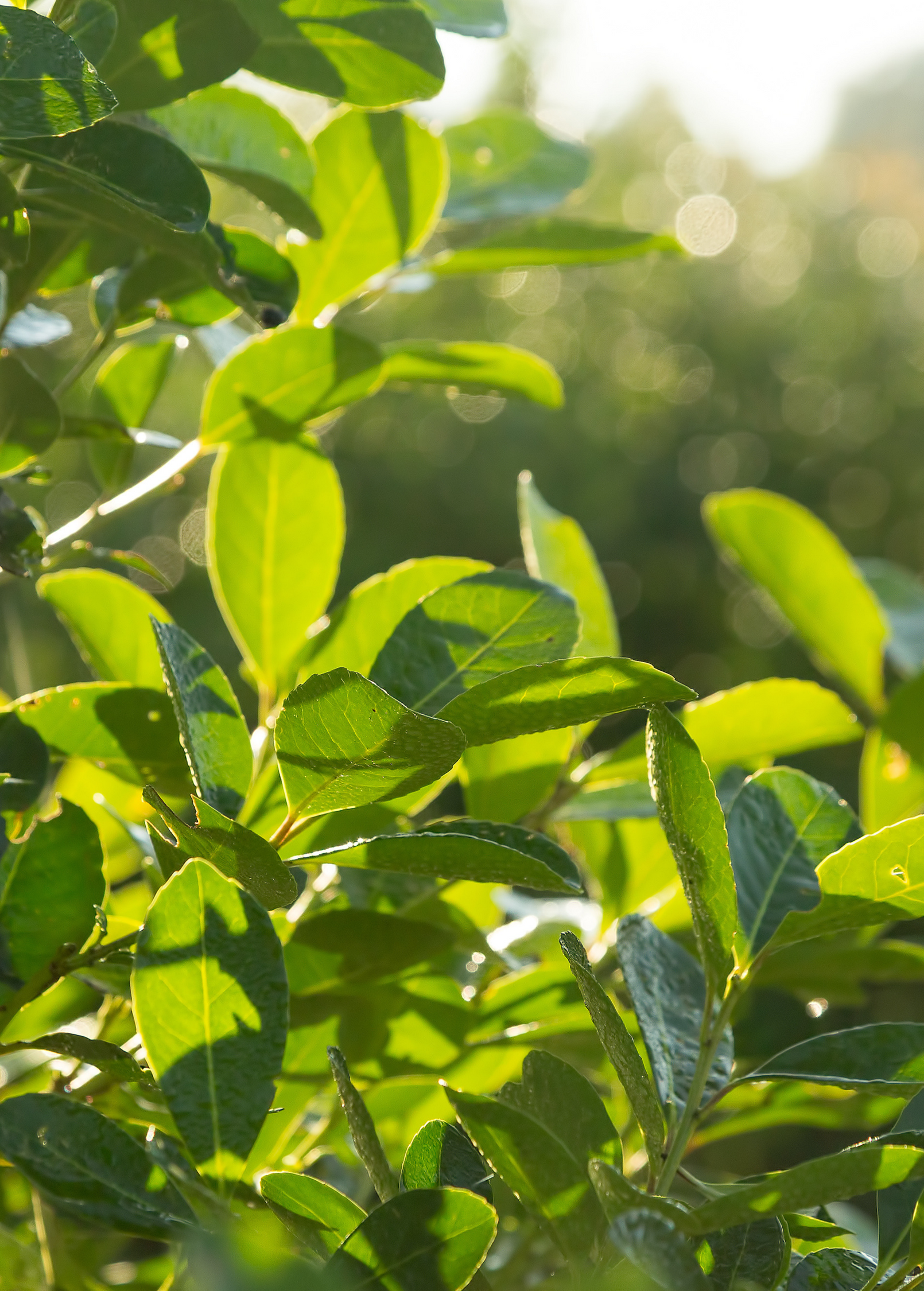 Yerba Mate (Ilex paraguariensis) - Tampa Home & Garden Store