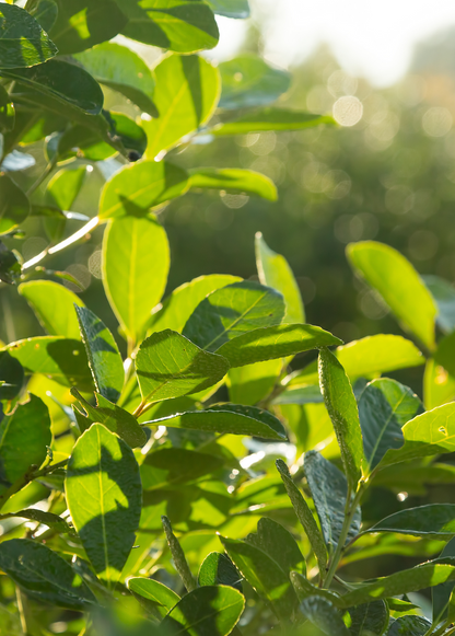 Yerba Mate (Ilex paraguariensis) - Tampa Home & Garden Store