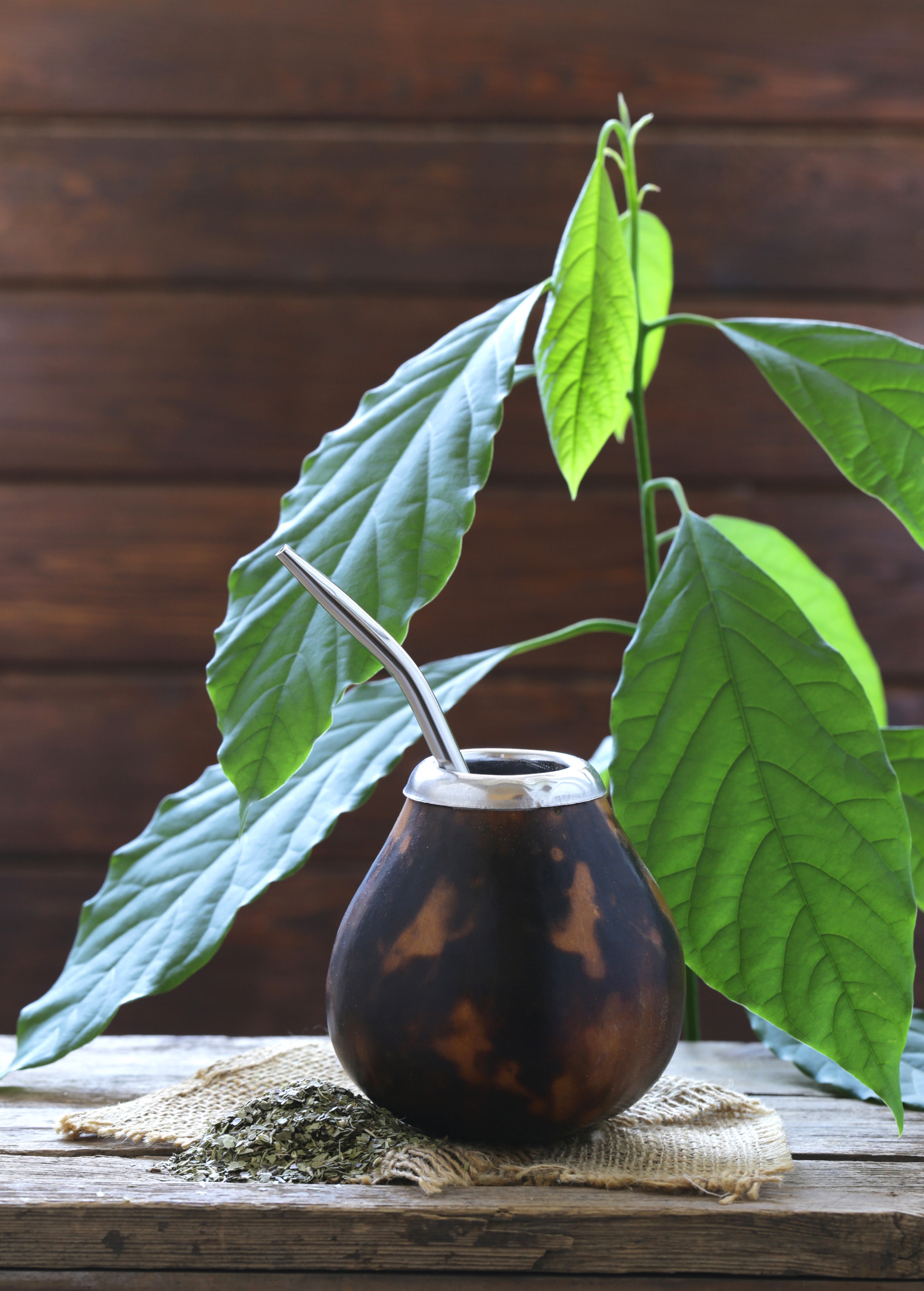 Yerba Mate (Ilex paraguariensis) - Tampa Home & Garden Store