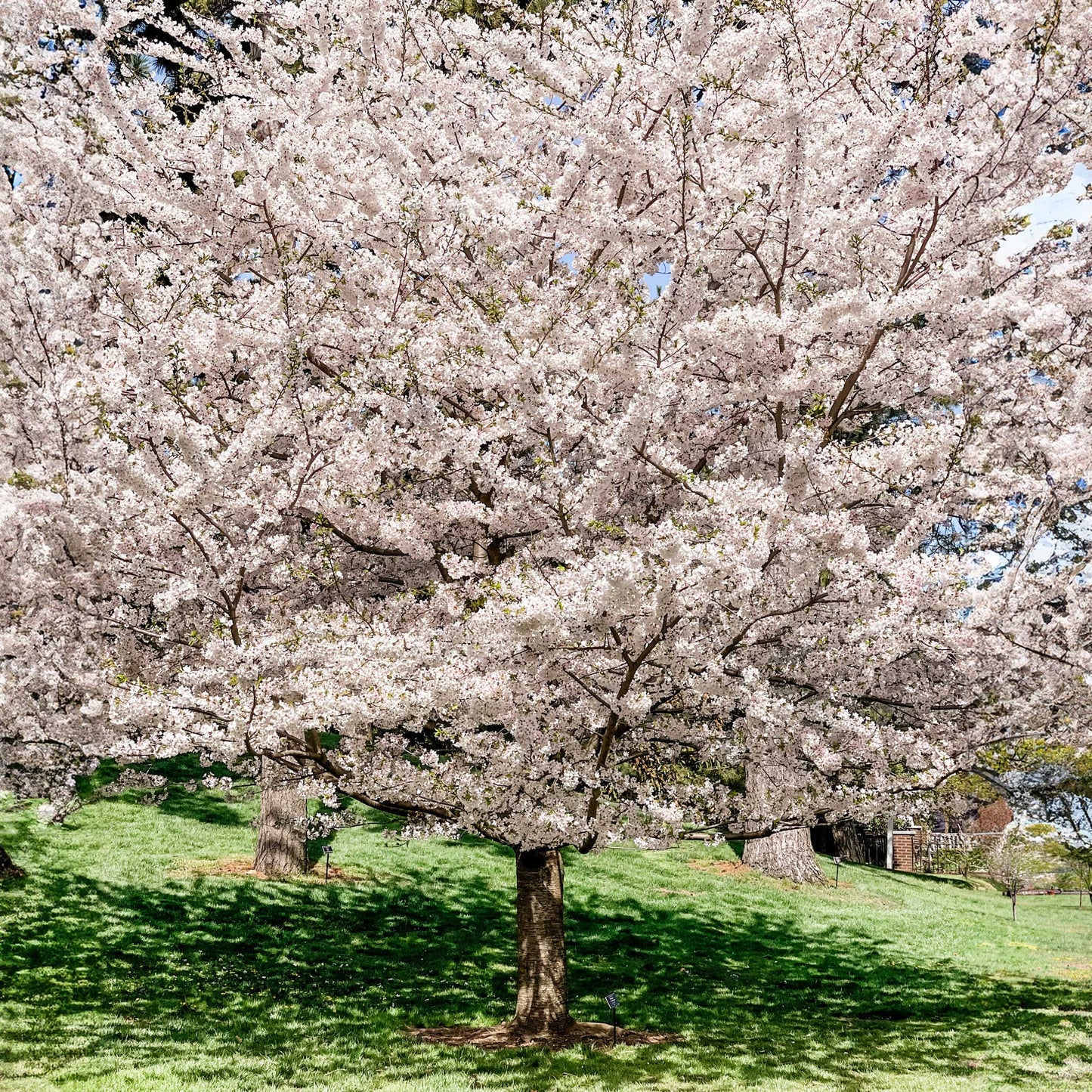 Yoshino Flowering Cherry Trees in bloom with pink blossoms by Live Good Logistics on Tampa Home & Garden Store