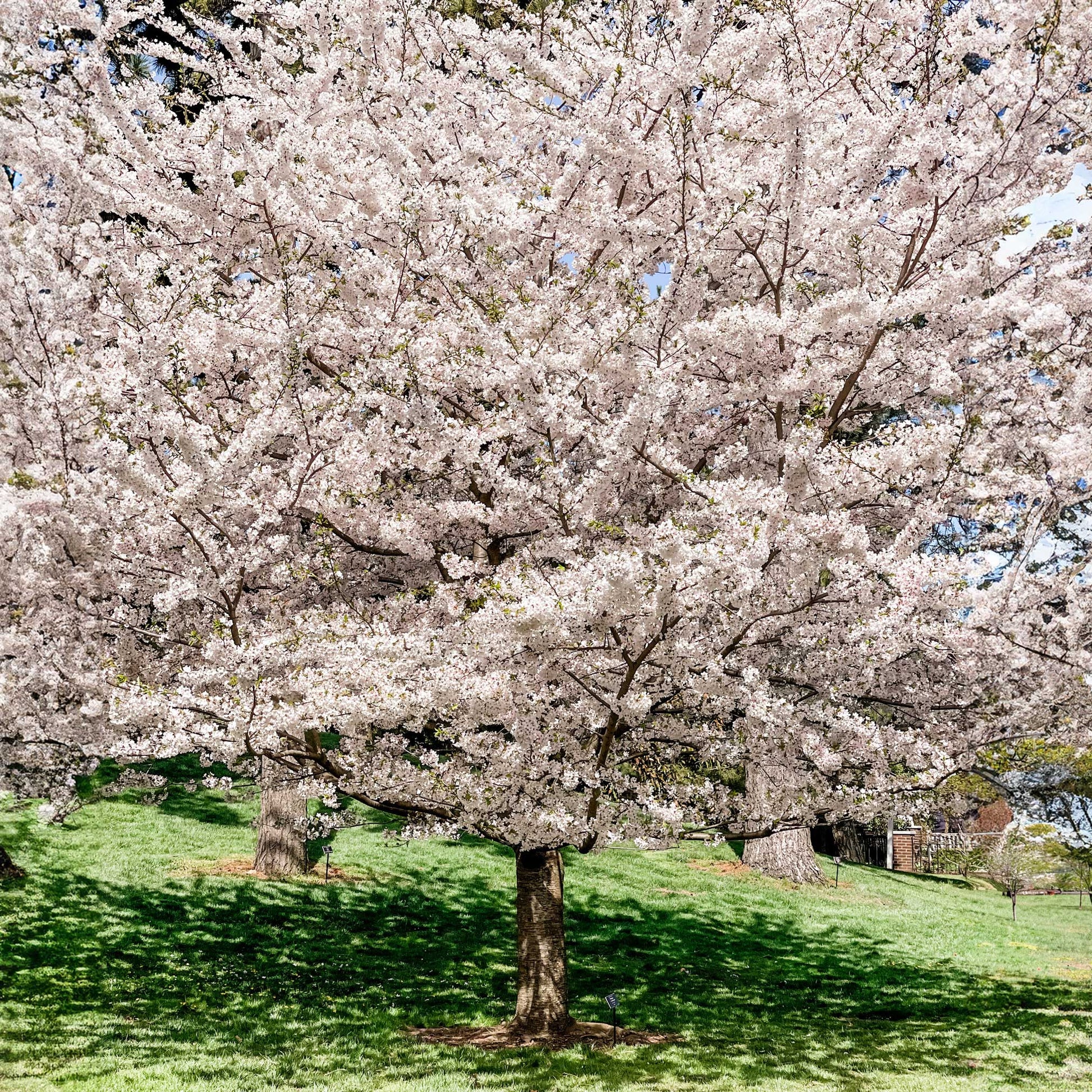 Yoshino Flowering Cherry Trees in bloom with pink blossoms by Live Good Logistics on Tampa Home & Garden Store