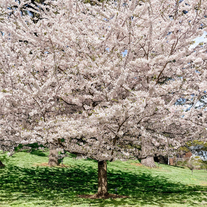 Yoshino Flowering Cherry Trees in bloom with pink blossoms by Live Good Logistics on Tampa Home & Garden Store