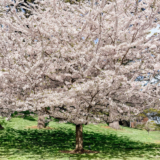 Yoshino Flowering Cherry Trees in bloom with pink blossoms by Live Good Logistics on Tampa Home & Garden Store