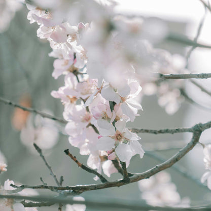 Yoshino Flowering Cherry Tree plant with pink blossoms on branches Live Good Logistics on Tampa Home & Garden Store