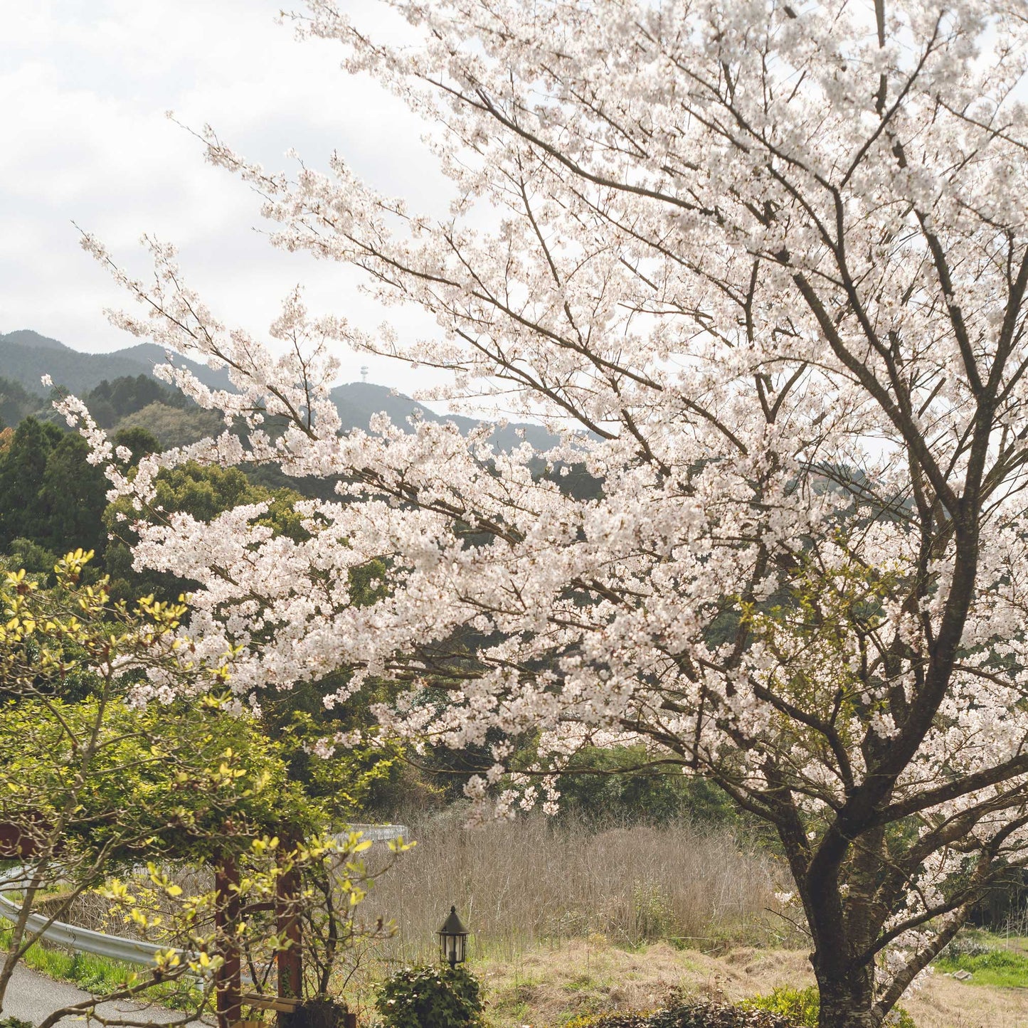 Yoshino Flowering Cherry Tree plant in bloom with white blossoms outdoors in a garden on Tampa Home & Garden Store
