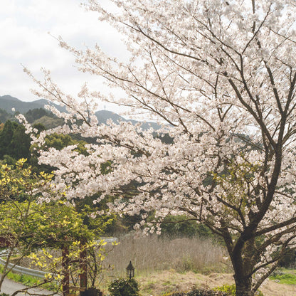 Yoshino Flowering Cherry Tree plant in bloom with white blossoms outdoors in a garden on Tampa Home & Garden Store