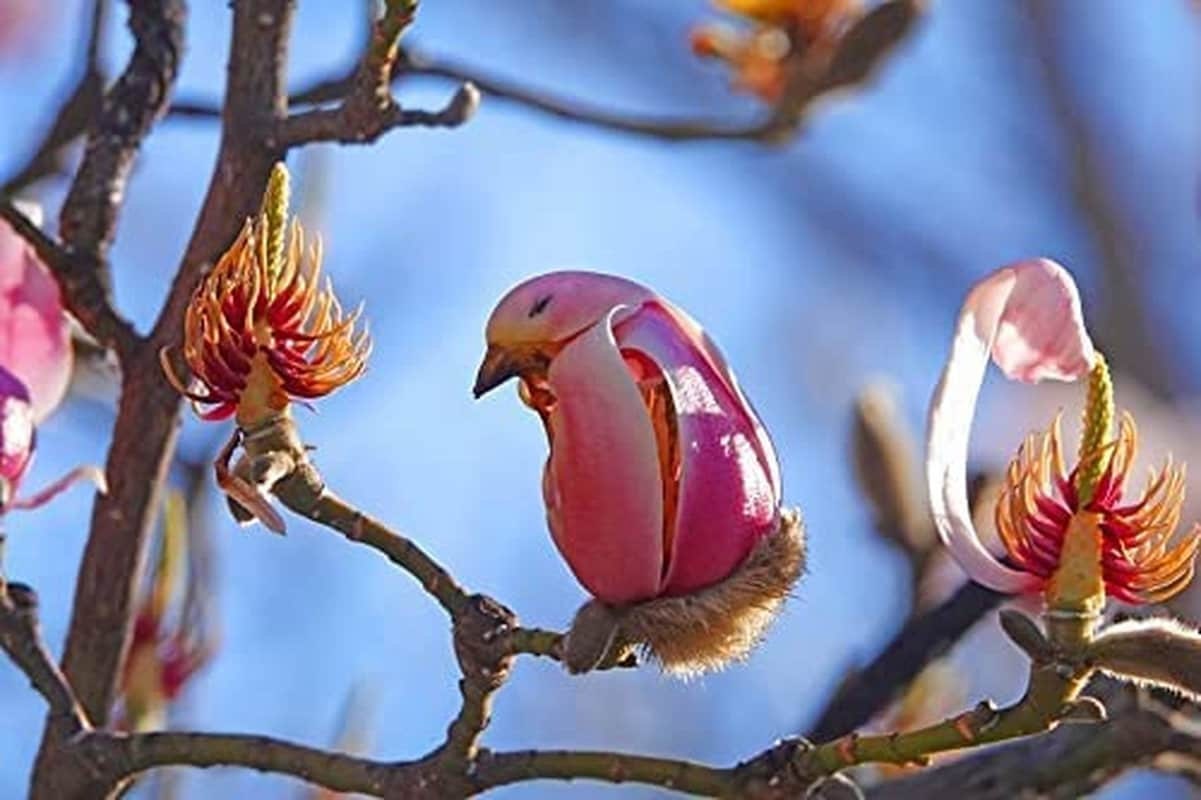 Yulan Magnolia Tree Seeds - 5 Seeds - Spring Buds Look like Pink Birds - Tampa Home & Garden Store