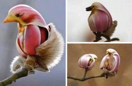Yulan Magnolia Tree Seeds - 5 Seeds - Spring Buds Look like Pink Birds - Tampa Home & Garden Store