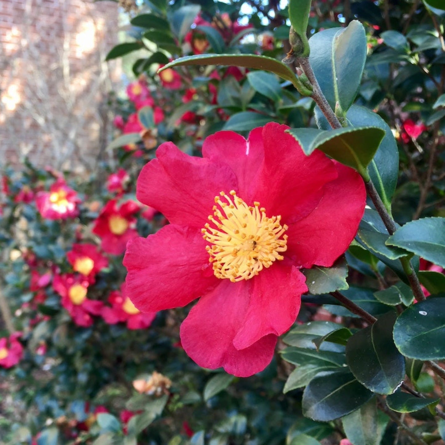 Yuletide Camellia plant with red petals and prominent yellow stamens, glossy dark green leaves on Tampa Home & Garden Store