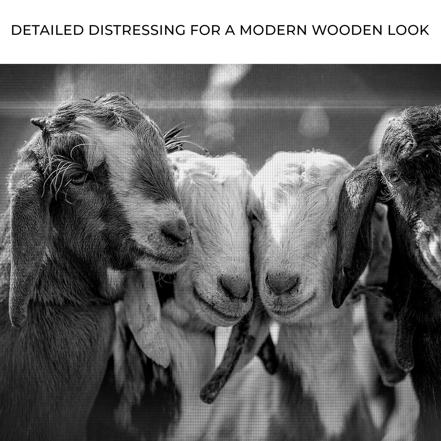 Canvas wall art Black and white baby goats by Tailored Canvases, crafting canvas on Tampa Home & Garden Store