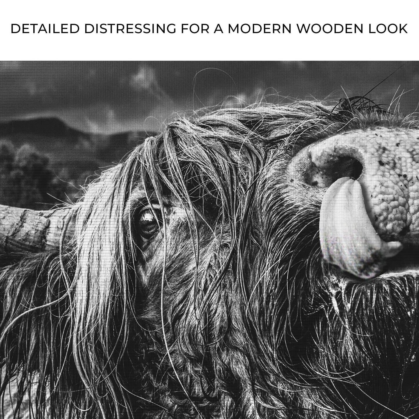 West Highland Cow monochrome canvas wall art by Tailored Canvases, crafting canvas on Tampa Home & Garden Store
