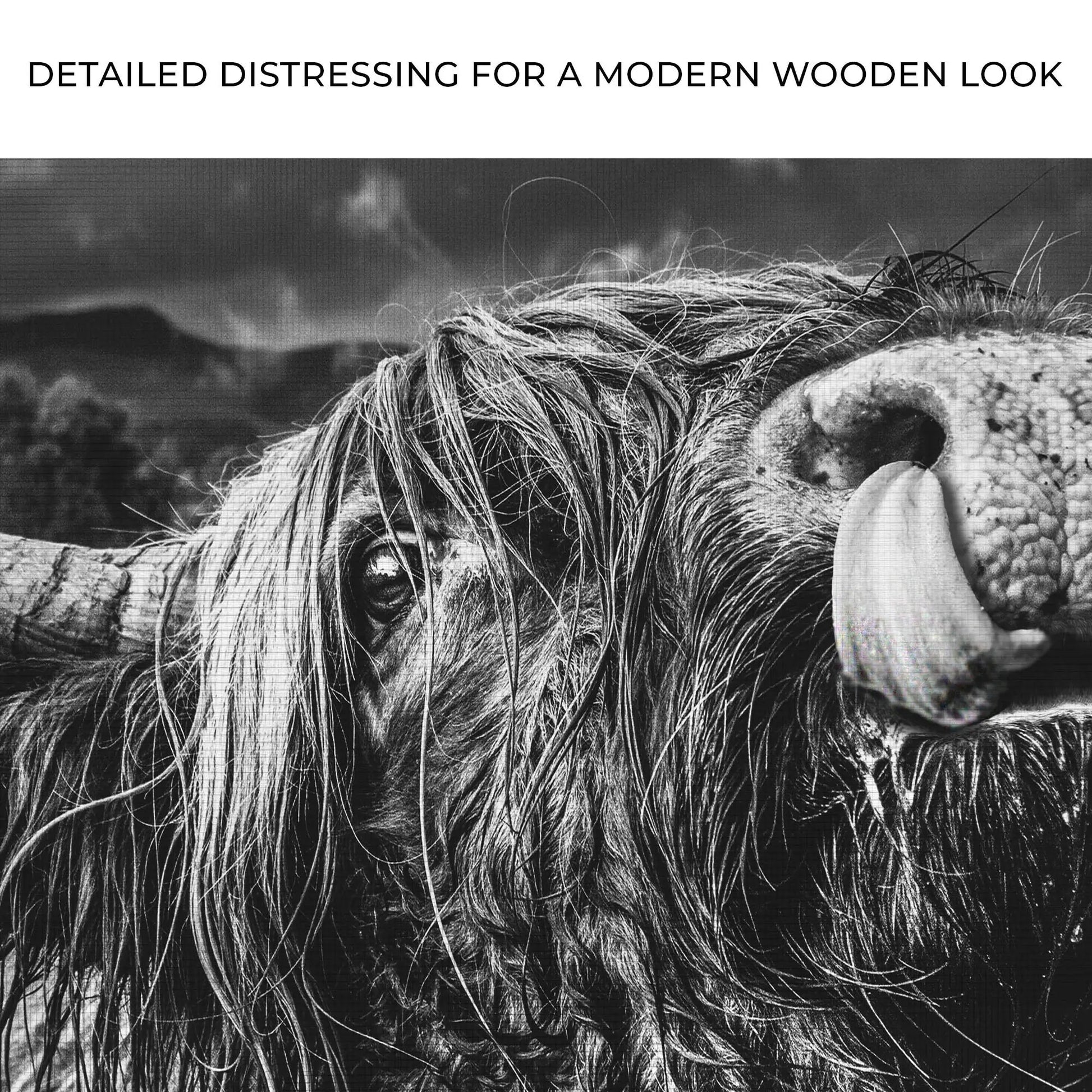 West Highland Cow monochrome canvas wall art by Tailored Canvases, crafting canvas on Tampa Home & Garden Store
