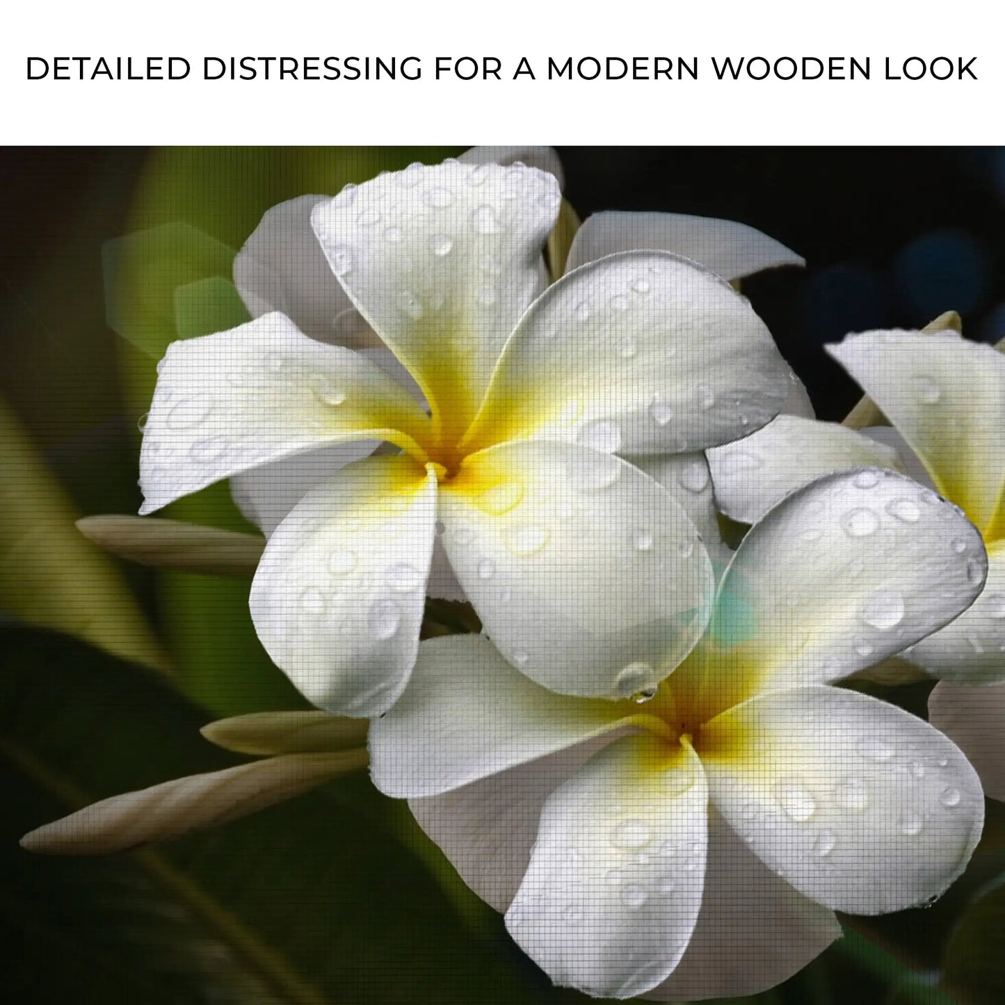 White frangipani canvas art by Tailored Canvases, close-up white petals with yellow center on Tampa Home & Garden Store