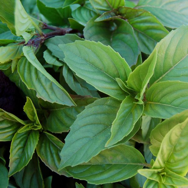 Sweet Thai Basil seeds from Seedtime Store; vibrant green basil leaves close-up on Tampa Home & Garden Store