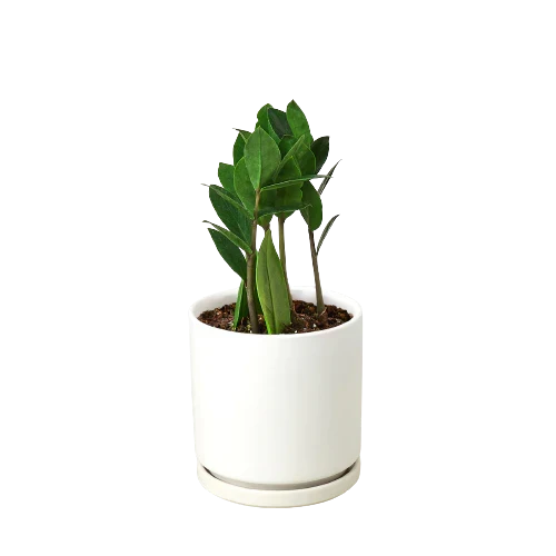 Zamioculcas Zamiifolia ZZ plant in white ceramic pot with saucer, Rooted Treasures Farms on Tampa Home & Garden Store