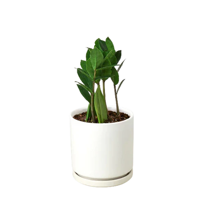 Zamioculcas Zamiifolia ZZ plant in white ceramic pot with saucer, Rooted Treasures Farms on Tampa Home & Garden Store