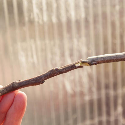 Zenport Grafting Tool - Omega Style - Tampa Home & Garden Store