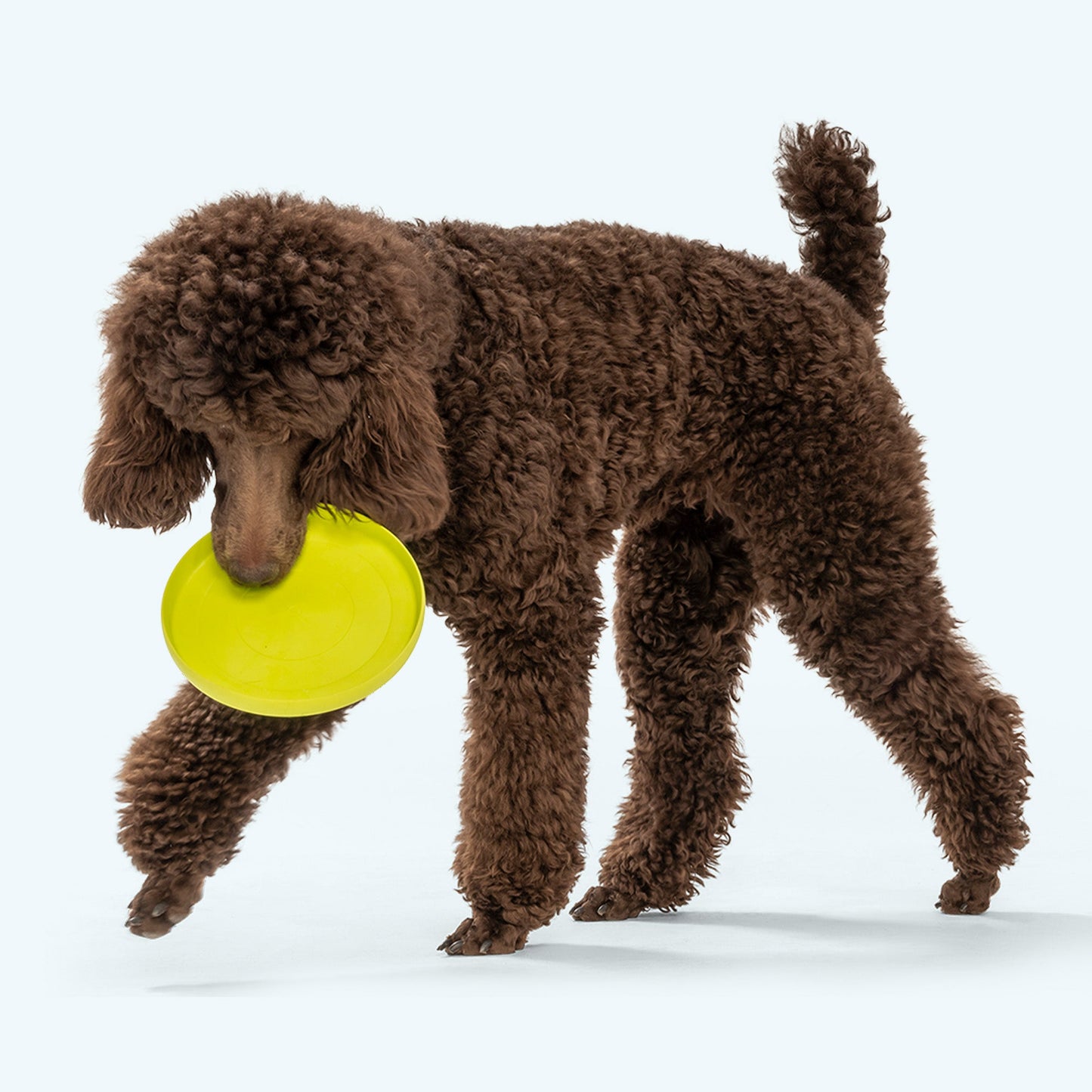 Zisc Gentle Flying Disc for Chewers and Dogs