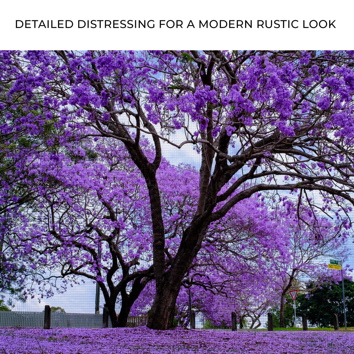Jacaranda Trees Canvas Wall Art by Tailored Canvases, purple blossoms on gnarled branches on Tampa Home & Garden Store
