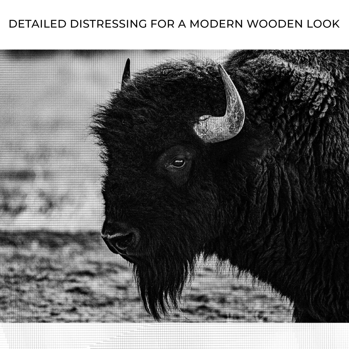 Black and White Bison Canvas Wall Art by Tailored Canvases, crafting canvas texture on Tampa Home & Garden Store