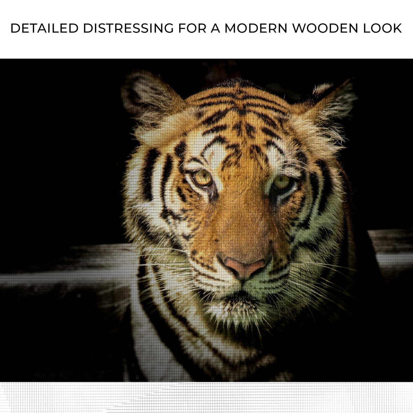 Lurking Tiger In The Dark Canvas Art