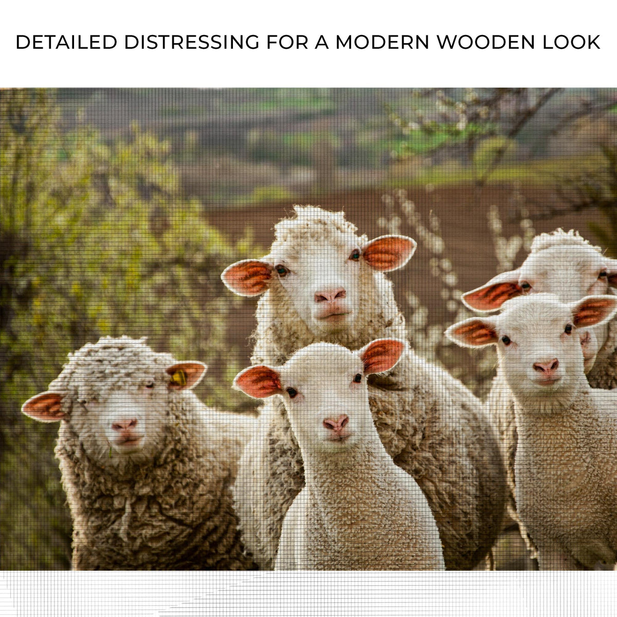 Curious Sheep Canvas Wall Art by Tailored Canvases; white sheep with orange ears in a garden on Tampa Home & Garden Store