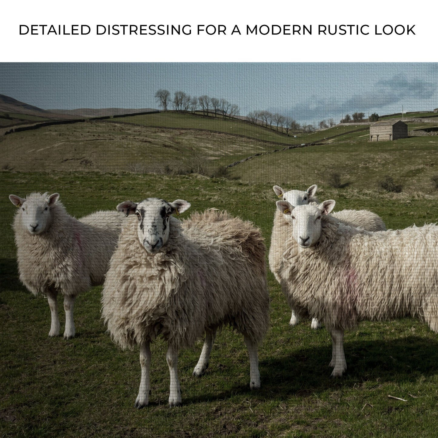Flock Of Sheep canvas wall art textured canvas farm scene with white sheep on Tampa Home & Garden Store