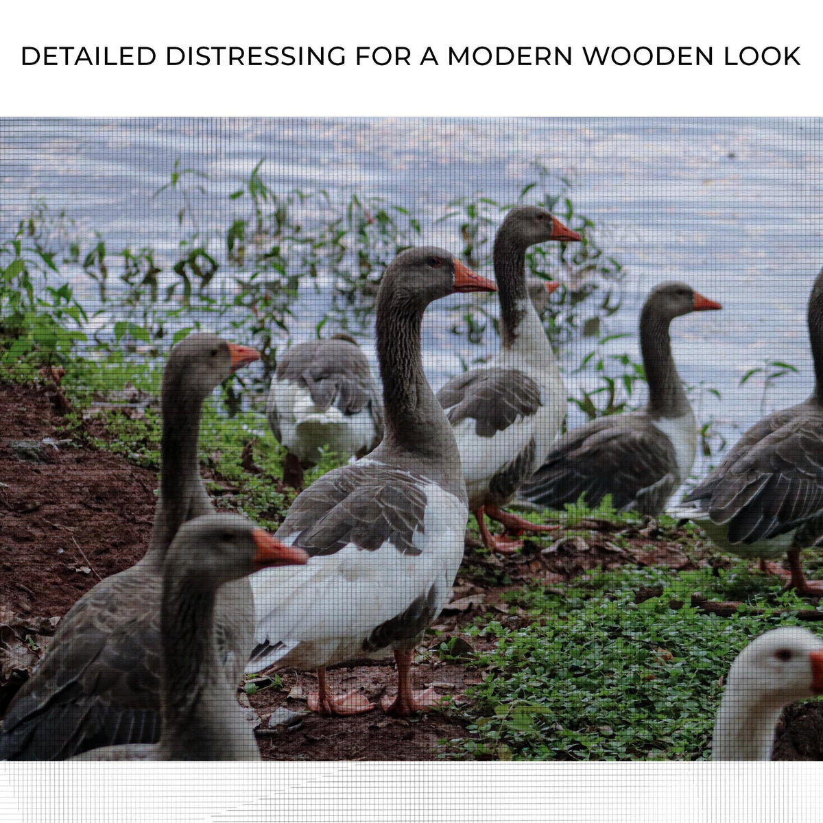 Flock of Domestic Geese canvas wall art showing grey geese with orange beaks by water on Tampa Home & Garden Store