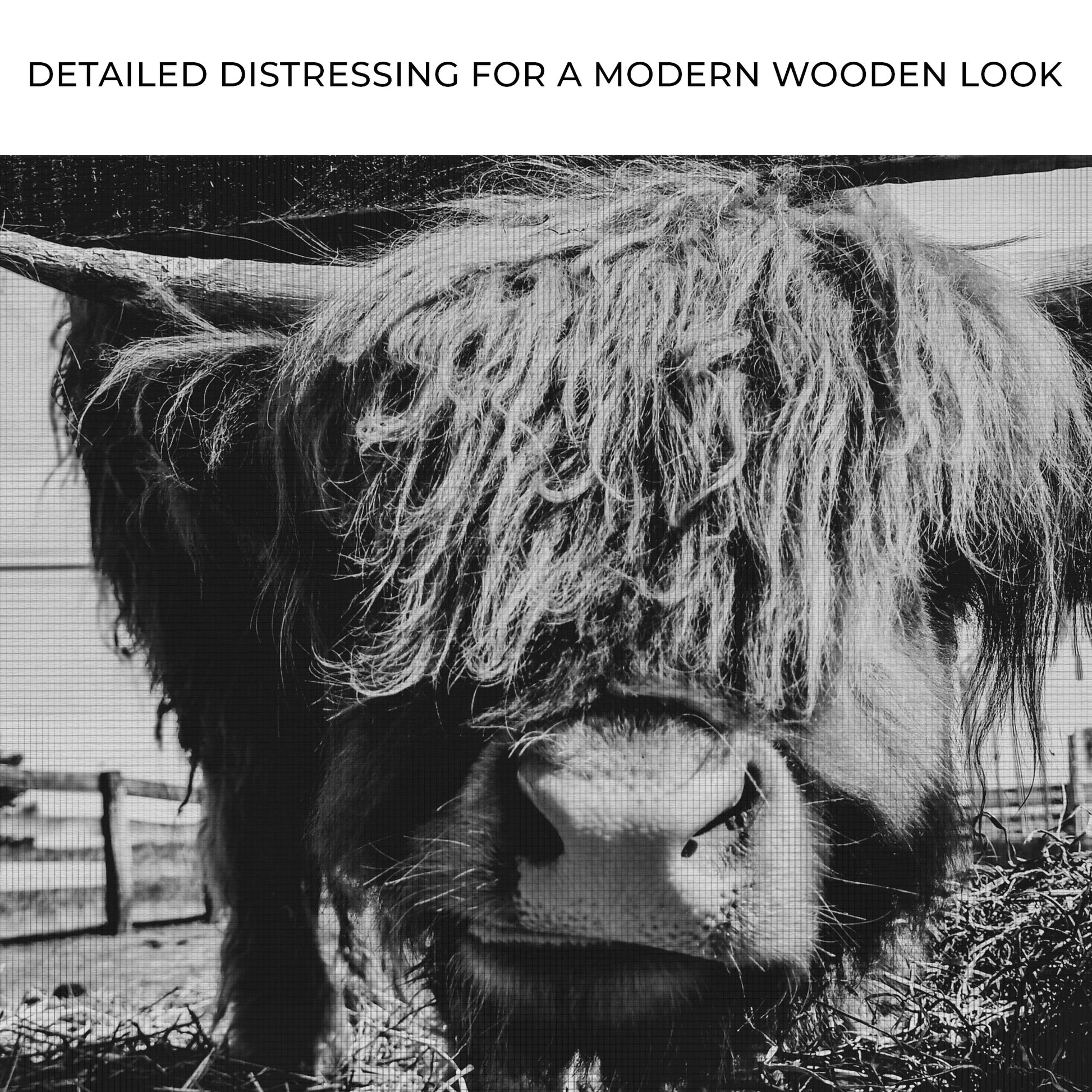 Curious Highland Cattle monochrome canvas wall art by Tailored Canvases on Tampa Home & Garden Store
