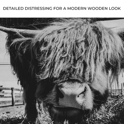 Curious Highland Cattle monochrome canvas wall art by Tailored Canvases on Tampa Home & Garden Store