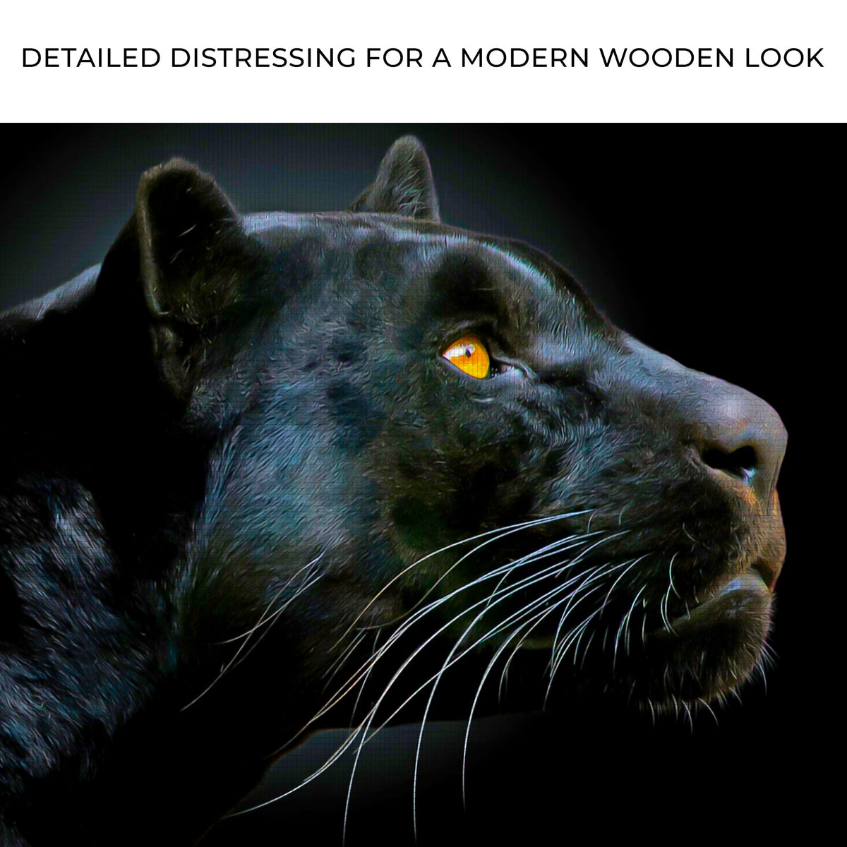 Black Panther Head Canvas Wall Art by Tailored Canvases, close-up black panther with orange eye on Tampa Home & Garden Store