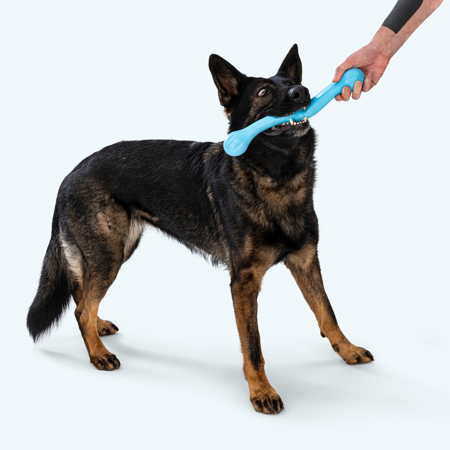 Zwig Zogoflex Echo Collection Dog Toy Chew