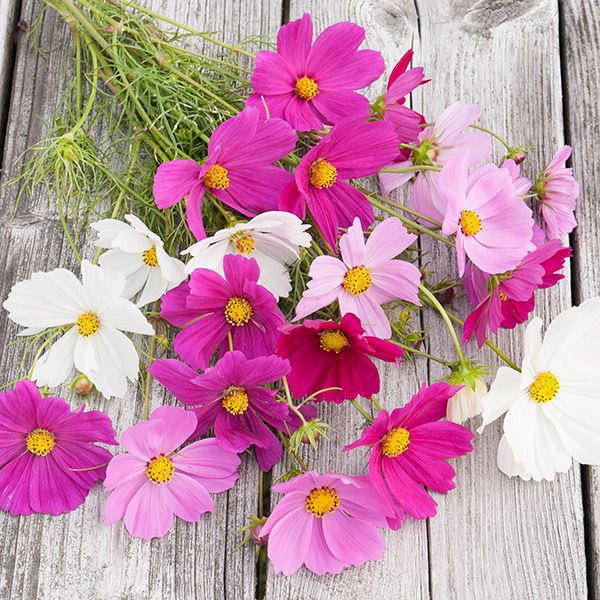 Seedtime Store Sensation Blend Cosmos seeds pink magenta white blooms with yellow centers on Tampa Home & Garden Store