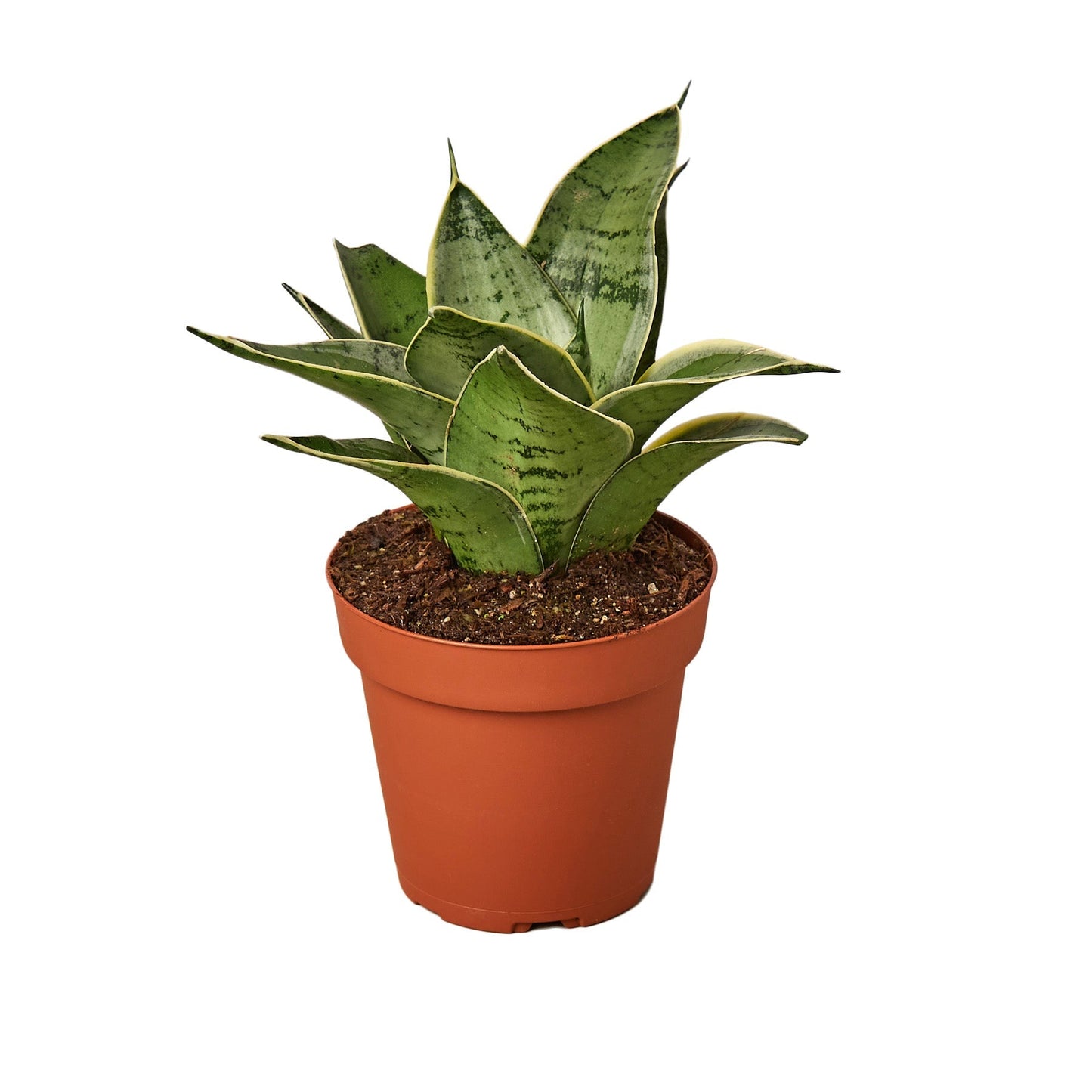 Snake Plant Starlight variegated leaves with yellow edges in terracotta pot on Tampa Home & Garden Store