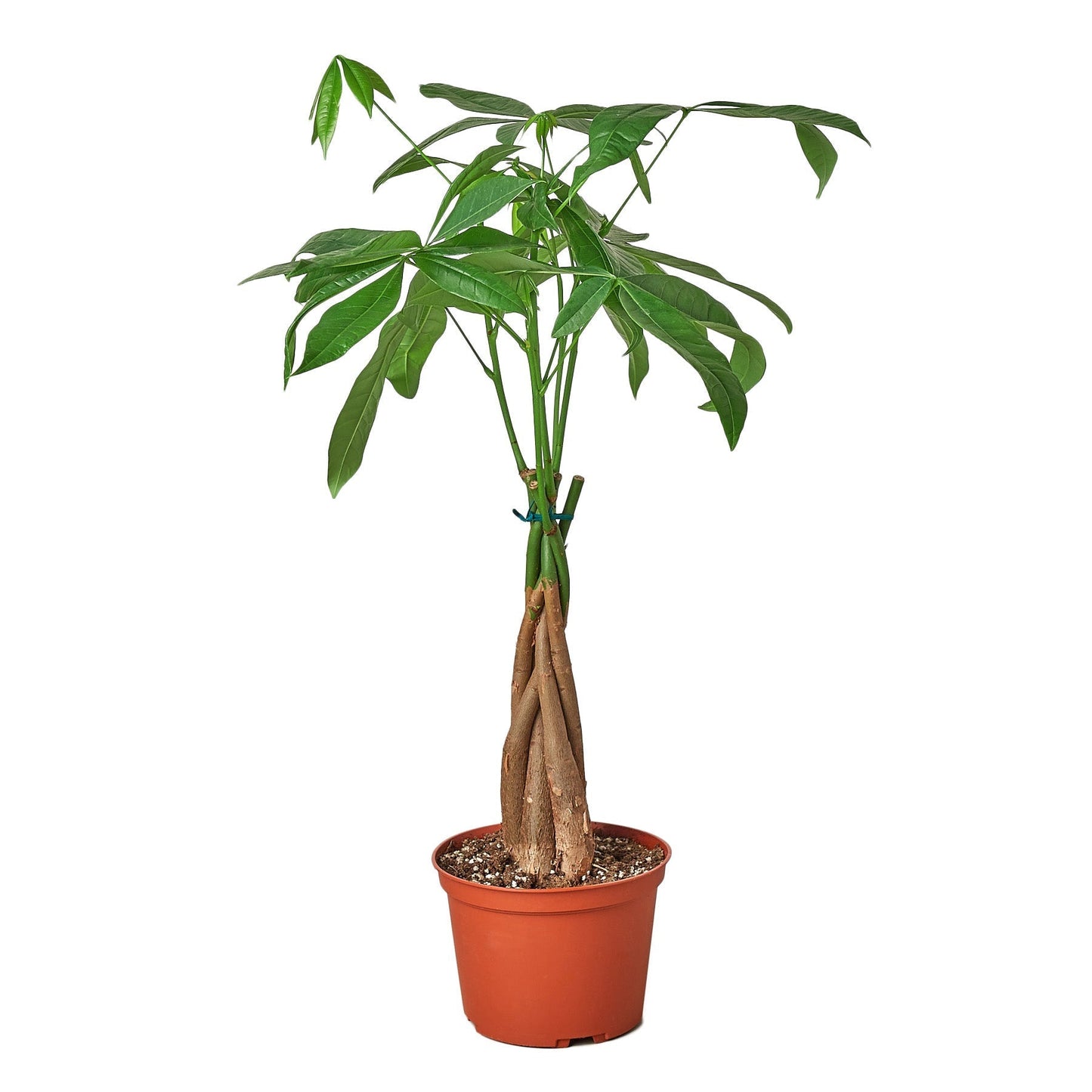Money Tree Pachira aquatica braided trunk with leaves in 4 inch pot Rooted Treasures Farms on Tampa Home & Garden Store