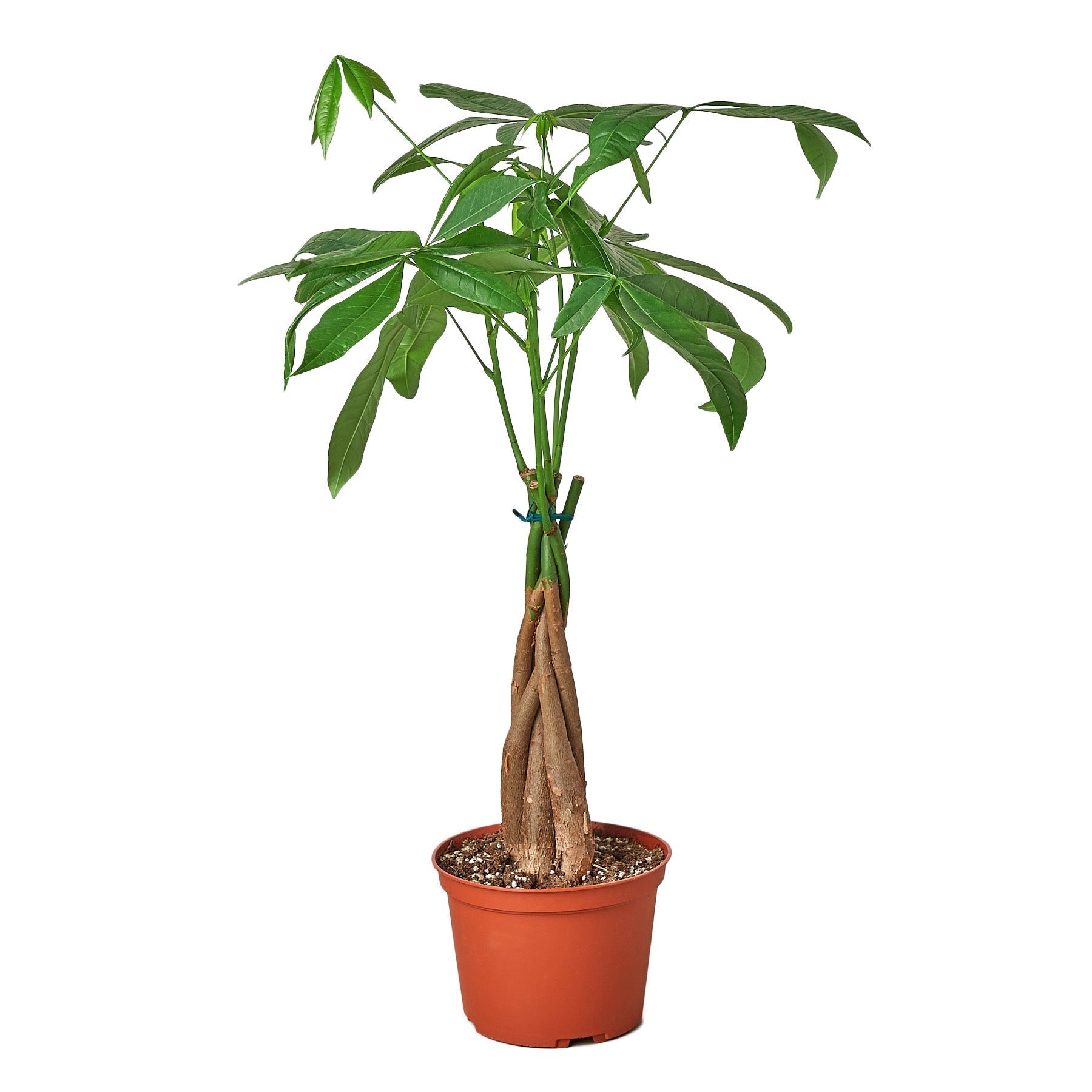Money Tree Pachira aquatica braided trunk with leaves in 4 inch pot Rooted Treasures Farms on Tampa Home & Garden Store