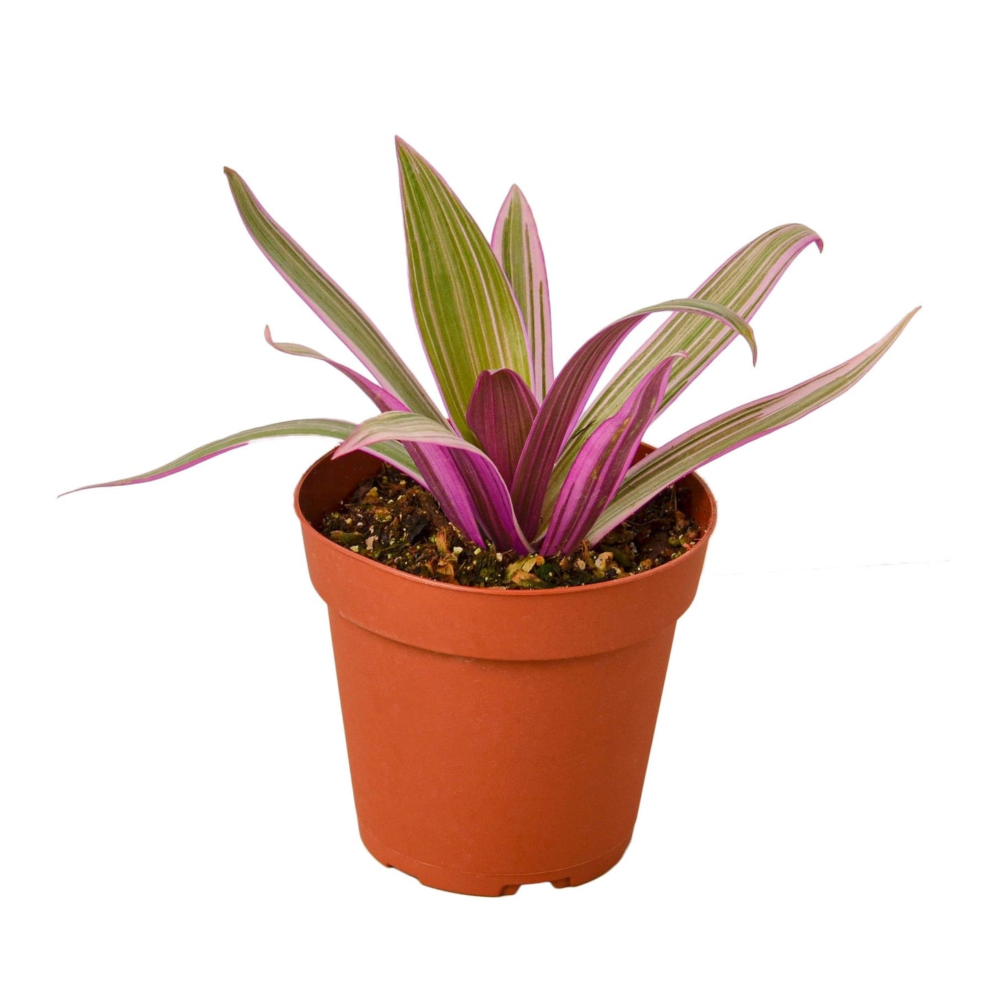 Oyster Plant Moses in the Cradle in a terracotta pot with pink and green striped leaves on Tampa Home & Garden Store