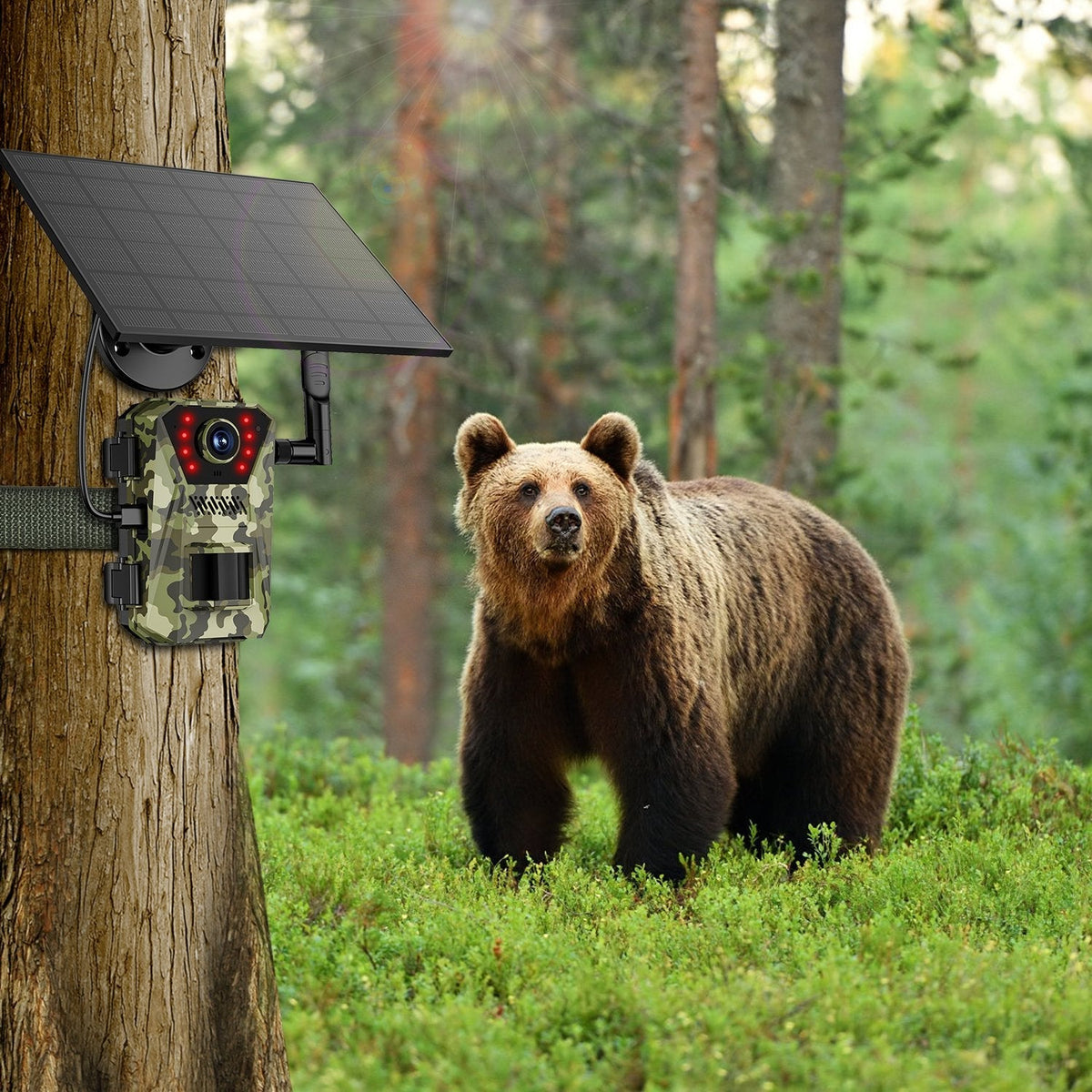 GemGear camo 4G 4K solar trail camera with solar panel mounted on tree for wildlife monitoring on Tampa Home & Garden Store
