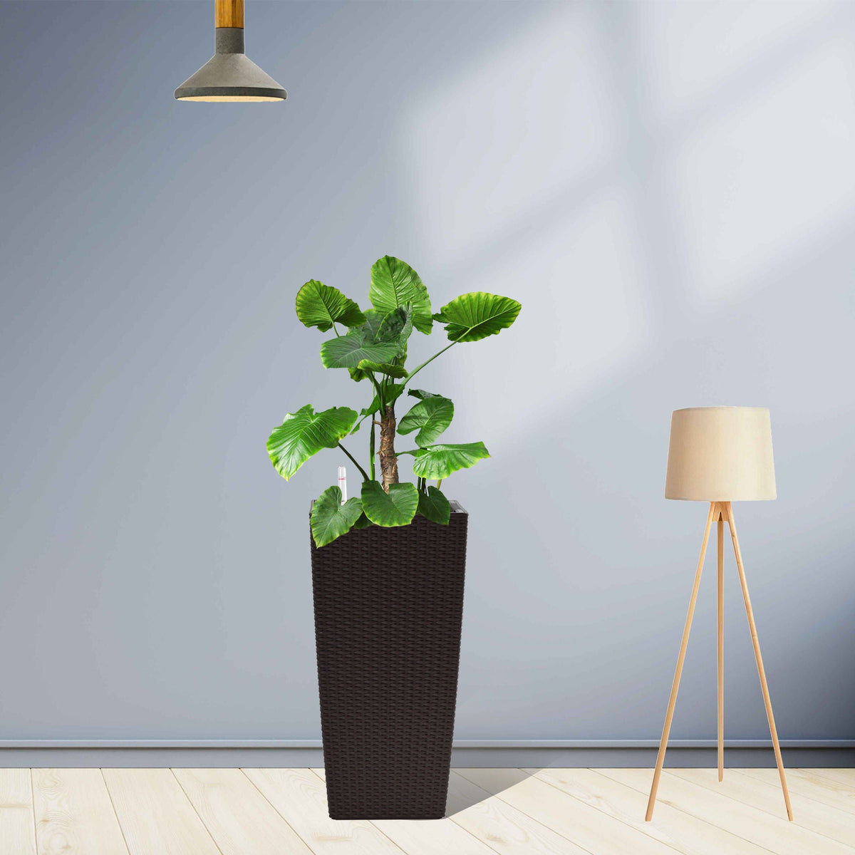Indoor Outdoor Planter With Automatic Watering System in a tall dark wicker planter on Tampa Home & Garden Store