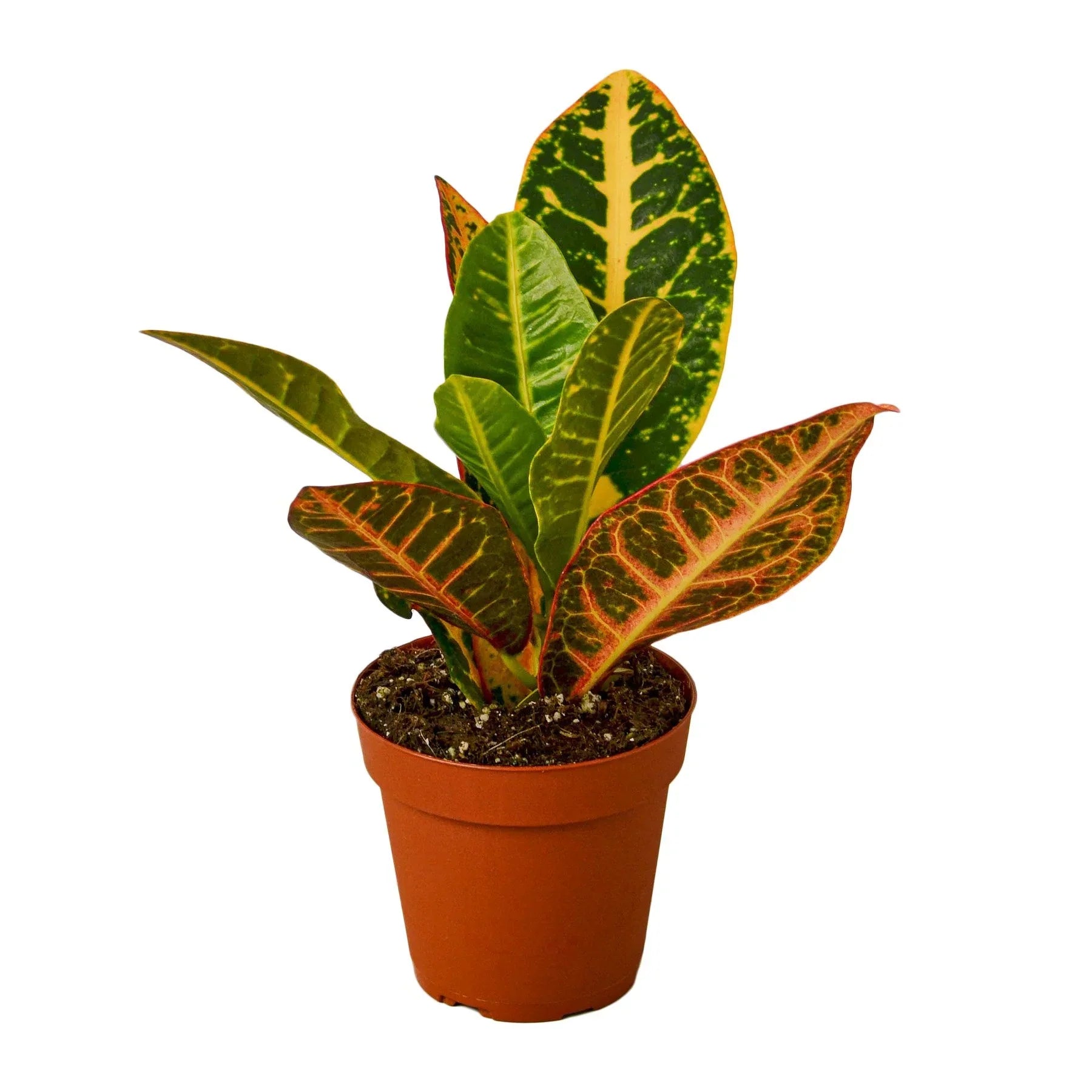 Croton Petra Joseph's Coat indoor plant with multicolor green yellow orange leaves in pot on Tampa Home & Garden Store
