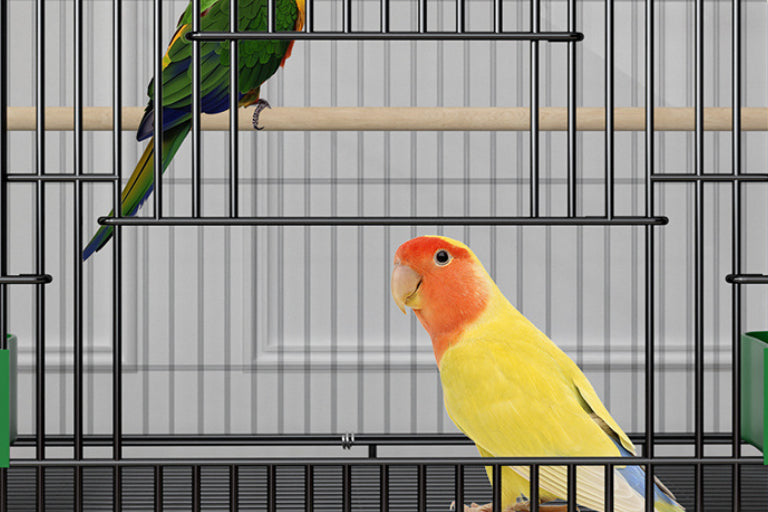 Home Fashion Personality Double Layer Bird Cage with 2 colorful parrots inside black metal cage on Tampa Home & Garden Store