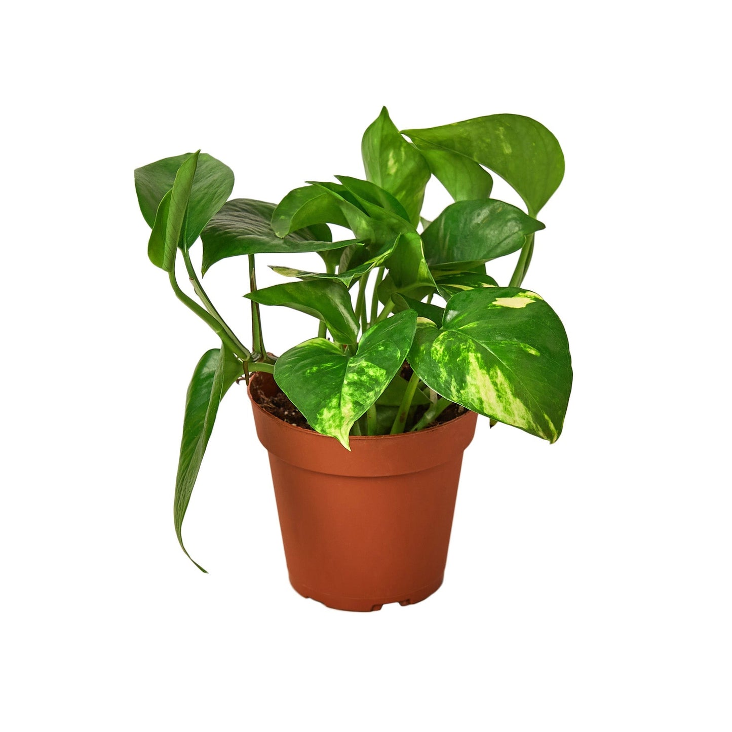 Pothos Golden indoor plant in terracotta pot with variegated green leaves Rooted Treasures Farms on Tampa Home & Garden Store