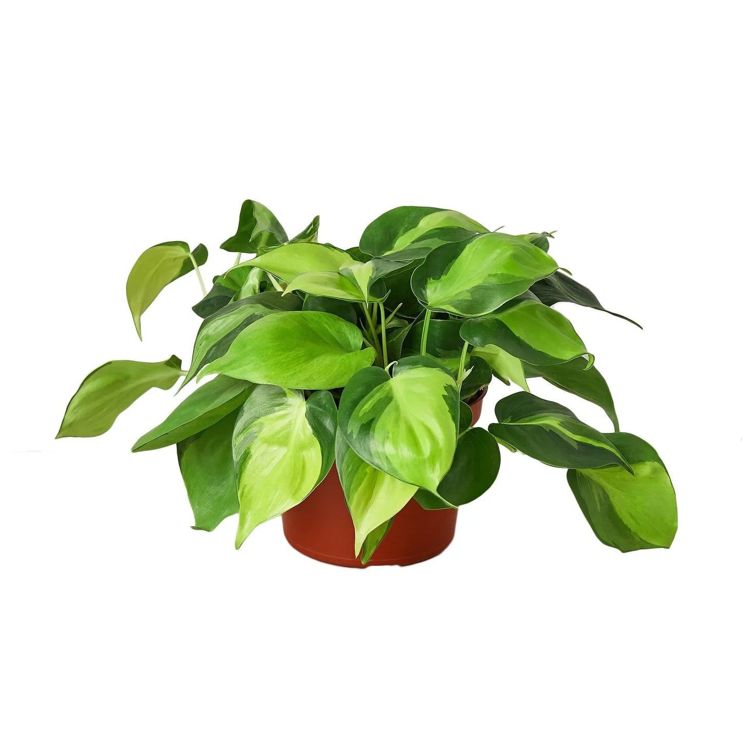 Philodendron Brasil indoor plant with variegated lime and green leaves in a terracotta pot on Tampa Home & Garden Store