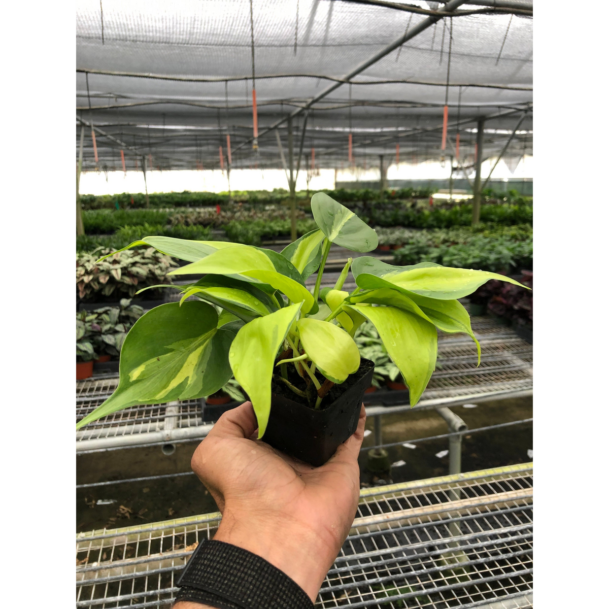 Philodendron Brasil plant with yellow variegated leaves in a small pot held in hand on Tampa Home & Garden Store