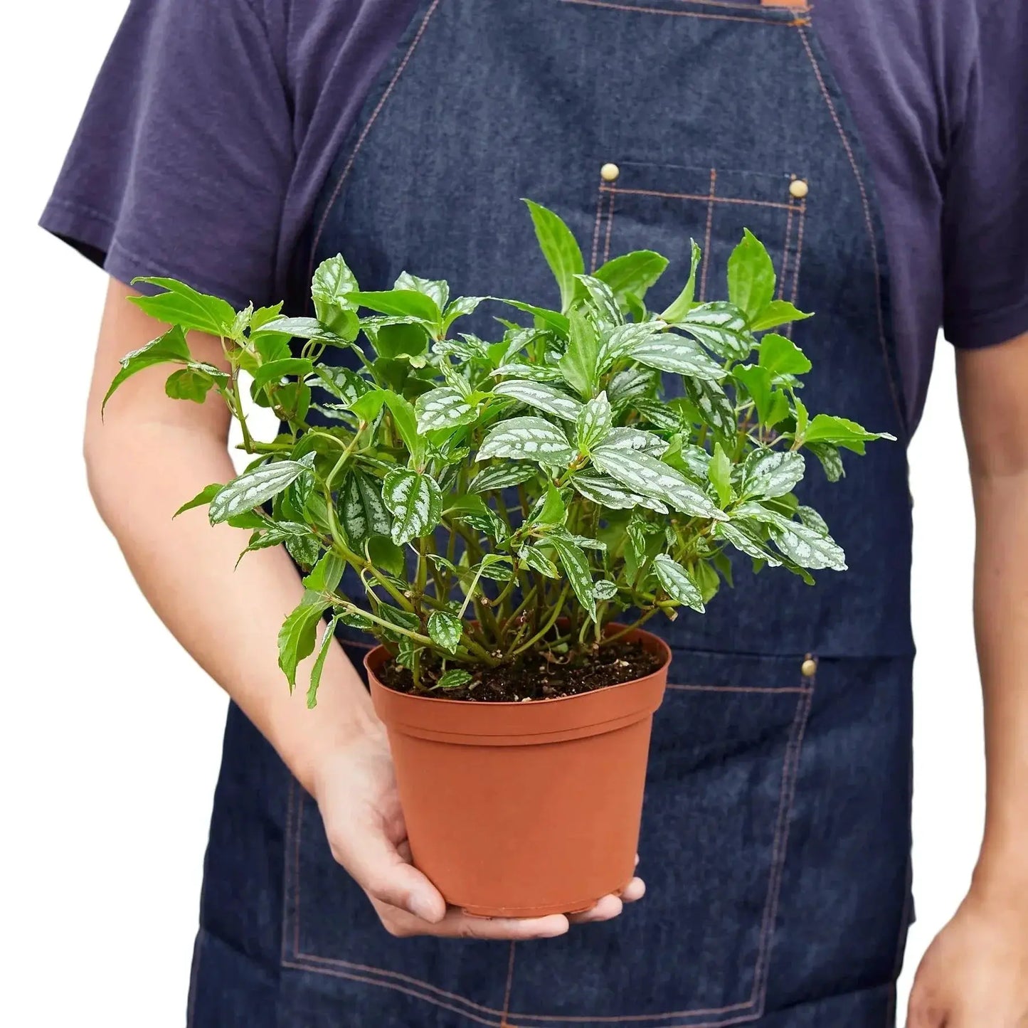 Pilea Aluminum Houseplant with Metallic Foliage