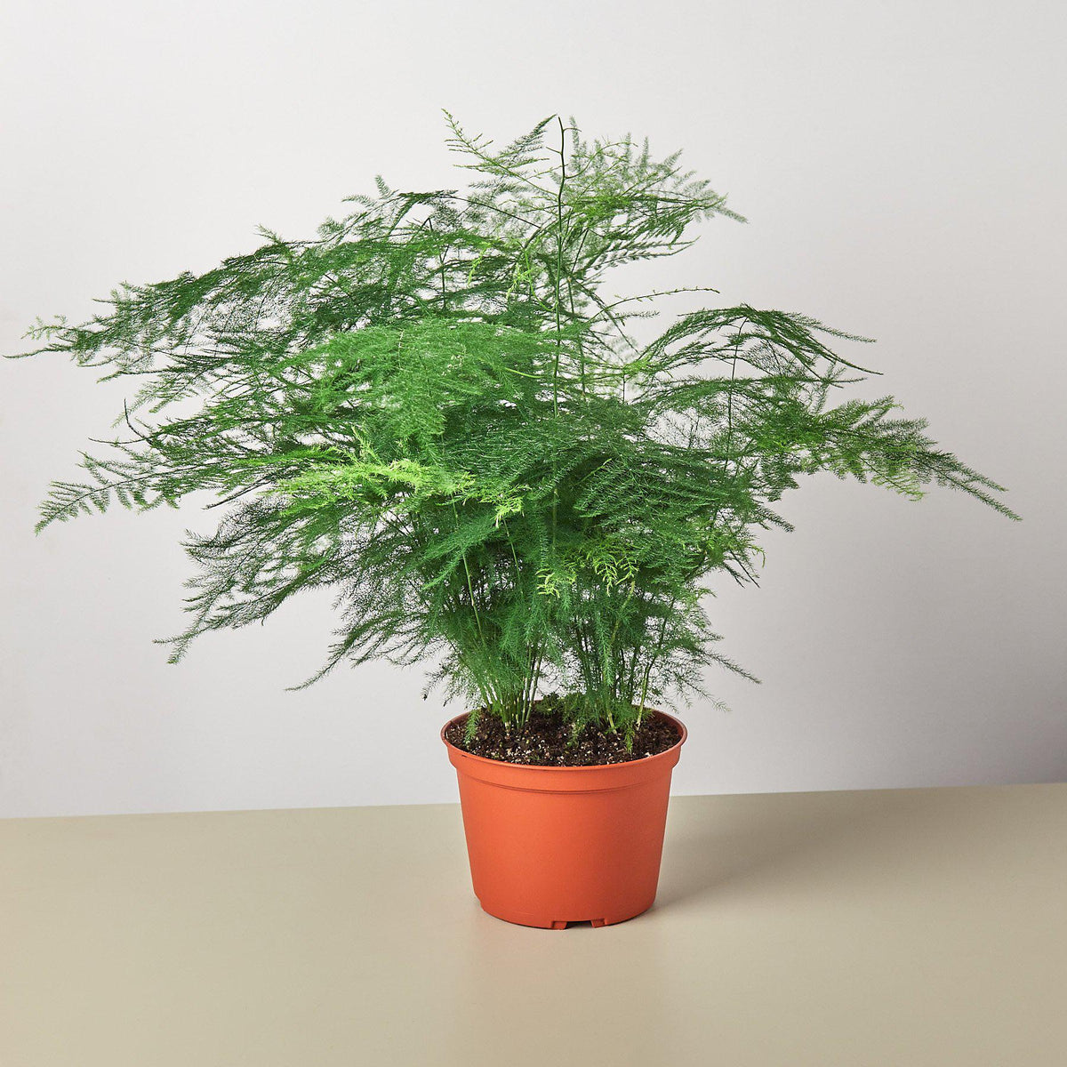 Asparagus fern indoor plant with green feathery foliage in terracotta pot on Tampa Home & Garden Store