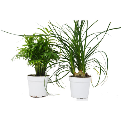 Two palm variety live plants in white 4-inch pots on Tampa Home & Garden Store