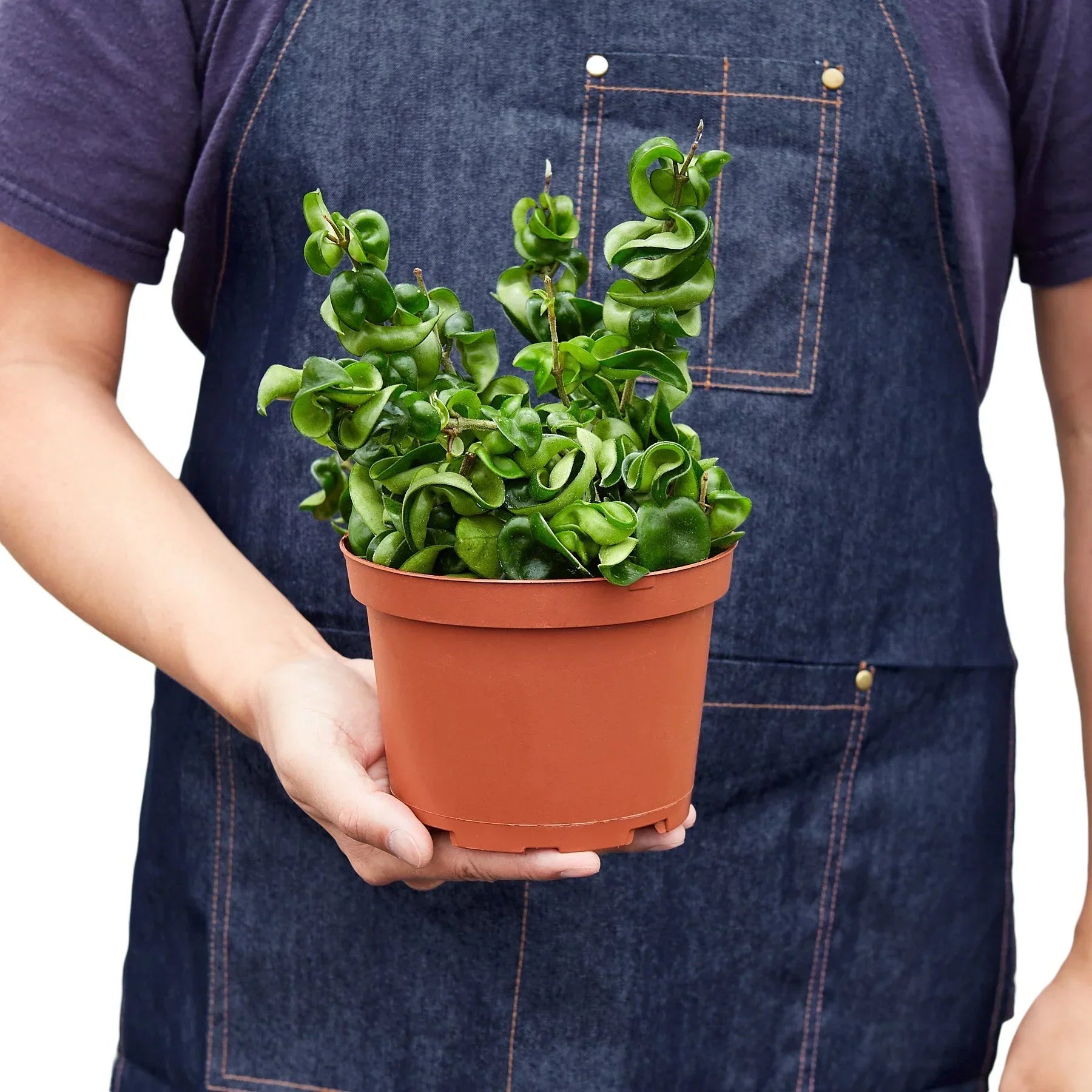 Hoya Rope Plant in a 4-inch pot with curly green rope-like leaves Rooted Treasures Farms on Tampa Home & Garden Store